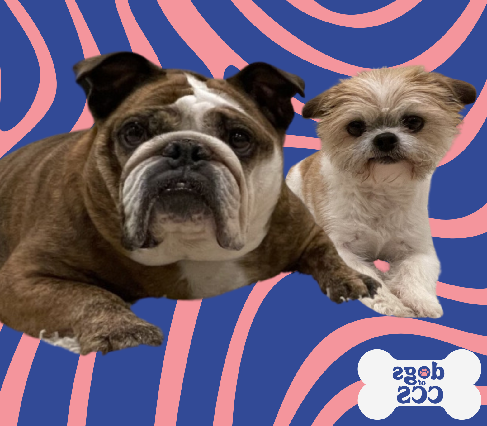 贝拉和里罗, 咨询和咨询服务的狗, 强加在一个旋转的粉红色和蓝色的背景